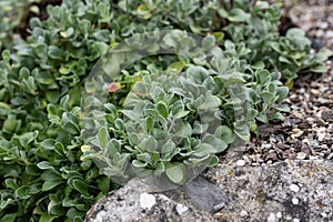 Desert Sulphur buckwheat Eriogonum umbellatum var. furcosum, groundcover